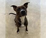 Small #1 American Pit Bull Terrier