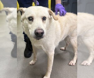 Labrador Retriever Dogs for adoption in Forestville, MD, USA