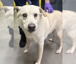 CHOWDER - Male Labrador Retriever Dog for Adoption - Small photo