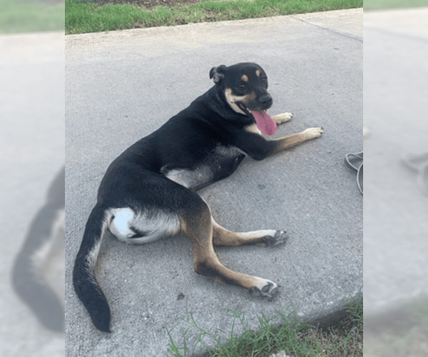 Medium Photo #2 Mutt Puppy For Sale in McKinney, TX, USA