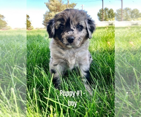 Medium Photo #1 Australian Shepherd Puppy For Sale in EMMETT, ID, USA
