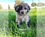 Small Photo #1 Australian Shepherd Puppy For Sale in EMMETT, ID, USA
