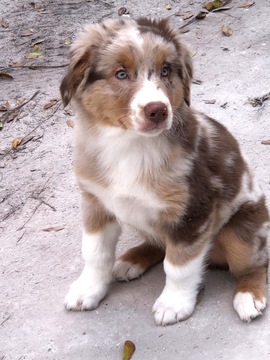 Medium Photo #1 Australian Shepherd Puppy For Sale in CRYSTAL RIVER, FL, USA