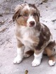 Small Photo #1 Australian Shepherd Puppy For Sale in CRYSTAL RIVER, FL, USA