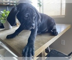 Small Photo #4 Cane Corso Puppy For Sale in VICTORVILLE, CA, USA