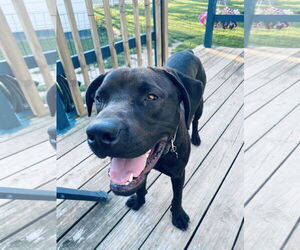 Labrador Retriever-Unknown Mix Dogs for adoption in Columbus, IN, USA