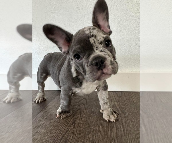 Medium Photo #42 French Bulldog Puppy For Sale in FOUNTAIN CITY, IN, USA