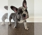 Small Photo #42 French Bulldog Puppy For Sale in FOUNTAIN CITY, IN, USA