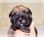 Small Photo #1 Bullmastiff Puppy For Sale in VERONA, MO, USA