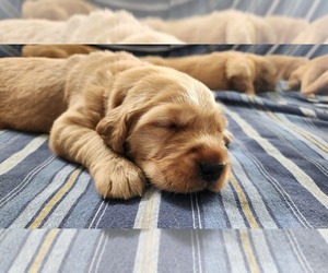 Golden Retriever Puppy for sale in NORTH BEND, OR, USA