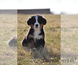 Bernese Mountain Dog Litter for sale in GREENSBURG, IN, USA