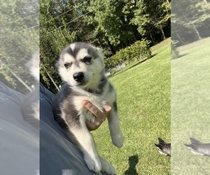Siberian Husky Puppy for sale in PONTOTOC, MS, USA