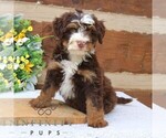 Small #1 Bernedoodle (Miniature)