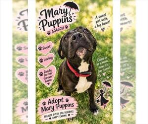 Mutt Dogs for adoption in Texas City, TX, USA