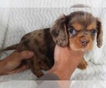 Puppy Puppy 1 Male Cavalier King Charles Spaniel