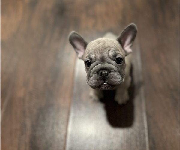 Medium Photo #2 French Bulldog Puppy For Sale in CLARKSTON, MI, USA