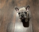 Small #1 French Bulldog