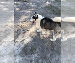 Small Photo #1 Siberian Husky Puppy For Sale in ELLERBE, NC, USA
