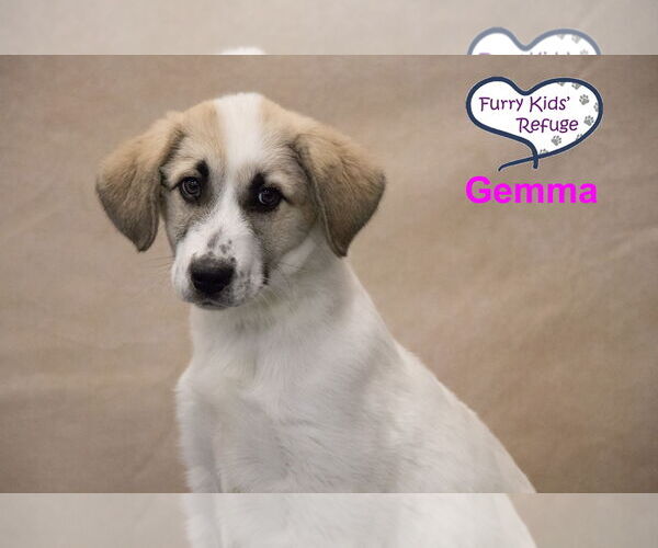 Medium Photo #1 Anatolian Pyrenees Puppy For Sale in Lee's Summit, MO, USA