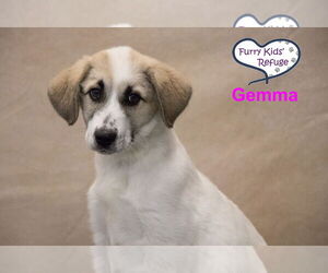 Anatolian Pyrenees Dogs for adoption in Lee's Summit, MO, USA