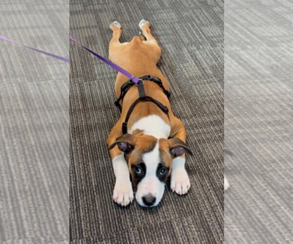 Medium Photo #1 Boxer Puppy For Sale in Burnsville, MN, USA
