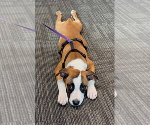 Boxer Dogs for adoption in Burnsville, MN, USA