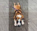 Small Boxer