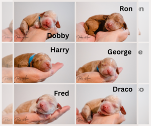 Cockapoo Puppy for sale in Medicine Hat, Alberta, Canada
