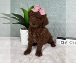 Small Photo #4 Goldendoodle (Miniature) Puppy For Sale in GREENFIELD, IN, USA