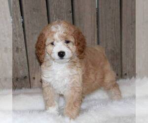 Goldendoodle-Poodle (Miniature) Mix Puppy for sale in STANLEY, WI, USA
