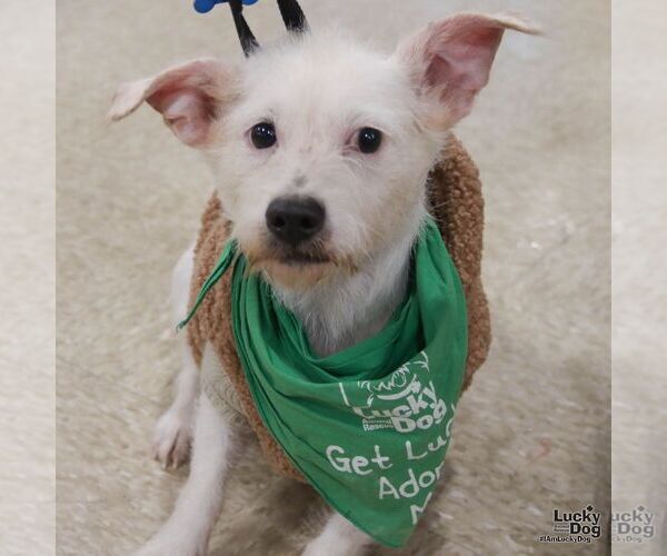 Medium Photo #4 Chihuahua-Unknown Mix Puppy For Sale in Washington, DC, USA