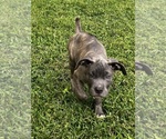Puppy Puppy 5 Cane Corso