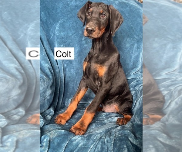 Medium Photo #1 Doberman Pinscher Puppy For Sale in POMEROY, OH, USA