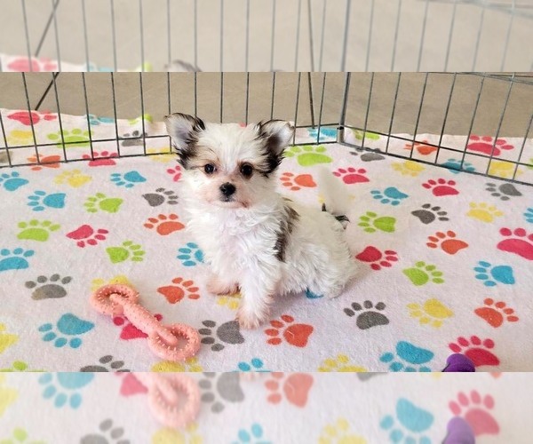 Medium Photo #9 Papitese Puppy For Sale in ORO VALLEY, AZ, USA