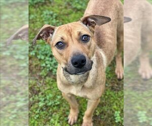 American Pit Bull Terrier-Black Mouth Cur Mix Dogs for adoption in Conroe, TX, USA