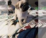 Small Photo #3 Pug Puppy For Sale in AZALEA, OR, USA
