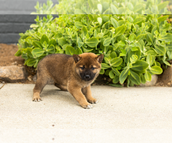Medium Photo #9 Shiba Inu Puppy For Sale in MILLERSBURG, IN, USA