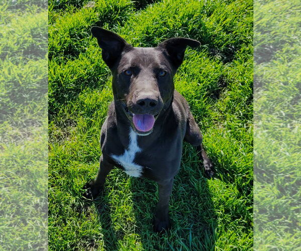 Medium Photo #6 Labrador Retriever-Unknown Mix Puppy For Sale in Chico, CA, USA