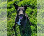 Small #5 Labrador Retriever Mix
