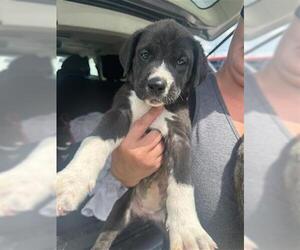 American Bulldog Dogs for adoption in Houston, TX, USA