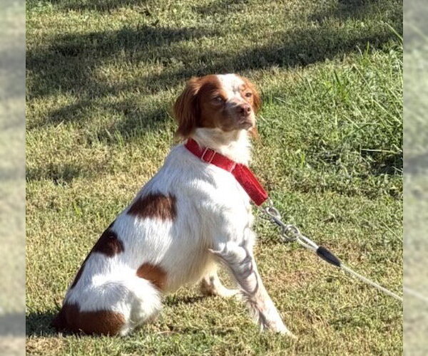 Medium Photo #1 - Mix Puppy For Sale in Curwensville, PA, USA