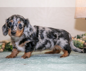 Medium Dachshund