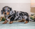 Puppy Kimberly Dachshund