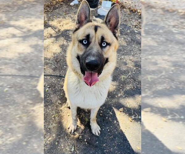 Medium Photo #2 German Shepherd Dog-Siberian Husky Mix Puppy For Sale in Santa Barbara, CA, USA