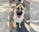 Small #1 German Shepherd Dog-Siberian Husky Mix