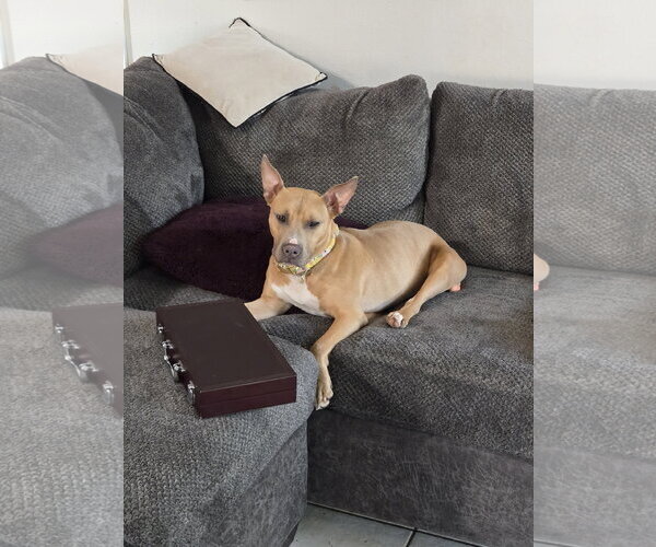 Medium Photo #4 Labrador Retriever-Unknown Mix Puppy For Sale in The Woodlands, TX, USA