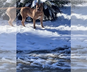 Father of the American Bully puppies born on 06/20/2025