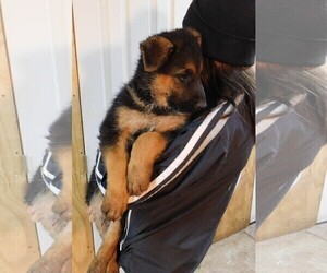 German Shepherd Dog Puppy for sale in MORRISVILLE, MO, USA