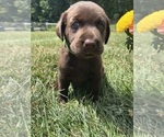 Small #4 Labrador Retriever