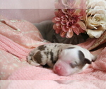 Small Photo #3 Australian Shepherd Puppy For Sale in STAFFORD, VA, USA